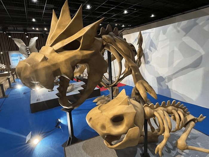 チゴラス（手前）とガチゴラス（奥）。カセキポケモンの骨格を、考古学の知識を用いて「再現」している